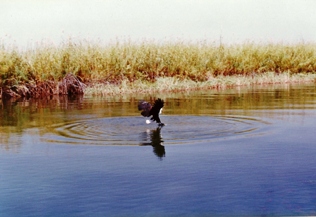 Okavango Delta Fish Eagle